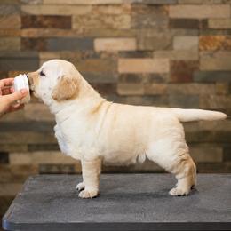 Labrador Retriever Puppies from Meritrust Labradors