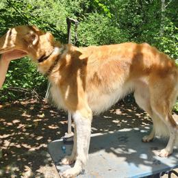 Ciri - Red female Borzoi puppy in Port Orchard, Washington from Syskiyou Borzoi