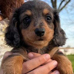 Blair - Black and tan female Dachshund puppy in Hudson, Michigan from Mittentail Kennel Miniature Dachshunds & Australian Shepherds