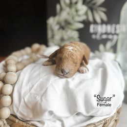 “Sugar” - Red  Goldendoodle puppy in Cleburne, Texas from Garrett Family Doodles