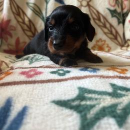 Buttercup - Black and tan female Dachshund puppy in Milroy, Pennsylvania from Not Your Average Weiner