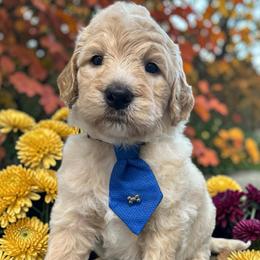 Hero - Cream male Goldendoodle puppy in Prosperity, Pennsylvania from Stelladoodles & Company
