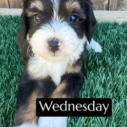 Wednesday - Black tri-color female Aussiedoodle puppy in Bakersfield, California from Annie's Aussies