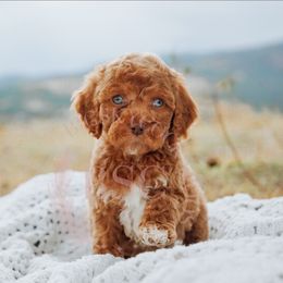 Brown collar - Red male Cockapoo puppy in Missoula, Montana from Big Sky Cockapoos