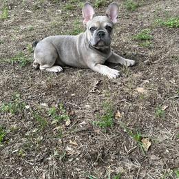 French Bulldog Puppies from Cortney’s Frenchie Farm