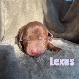Lexus - Chocolate female Labrador Retriever puppy in Lucasville, Ohio from Backwoods Labradors