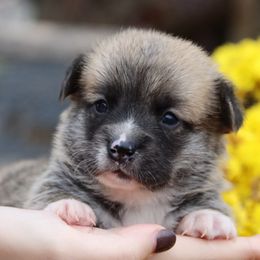 Gecko - Sable male Pembroke Welsh Corgi puppy in Pollock, Missouri from Northstar