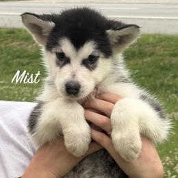 Mist - Seal and white female Alaskan Malamute puppy in Easton, Maryland from Stars Howl-O Kennels by FurEver Friends Inc