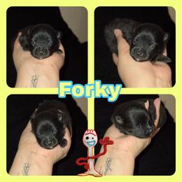 Forky - Black and tan male Pomeranian puppy in Buckeye, Arizona from BL Poms Heaven