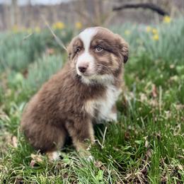 Red Tri Male 2 - Red tri male Miniature Australian Shepherd puppy in Stuart, Virginia from Apple Tree Mini Aussies