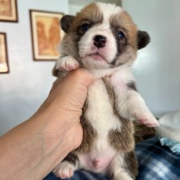 Algiz Gebo Honeybear (boy 1) - Red male Pembroke Welsh Corgi puppy in Hallandalle, Florida from Algiz Gebo