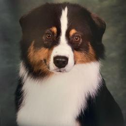 Bombay - Australian Shepherd