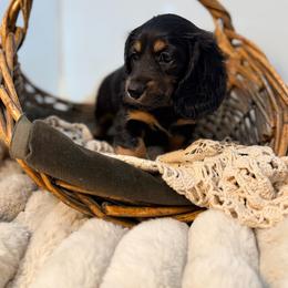Jane - Black and tan female Dachshund puppy in Red Bluff, California from Down The Hill Potterdale