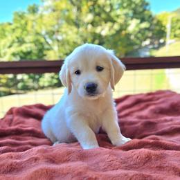 Dark Green - Light golden male Golden Retriever puppy in Pembroke, Virginia from Springhouse Farms