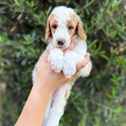 Tulip - Parti female Poodle puppy in Queen Creek, Arizona from Desert Dusted Poodles