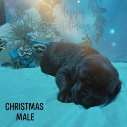 Christmas - Black male Labrador Retriever puppy in Bemidji, Minnesota from Northern Star Elite Quality Labrador Retrievers