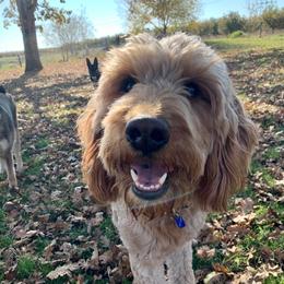 Maggie - Goldendoodle