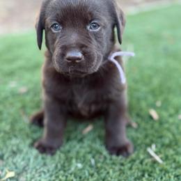 Lavender - Chocolate female Labrador Retriever puppy in Paulden, Arizona from Carefree Samoyeds & Deserthills Labradors