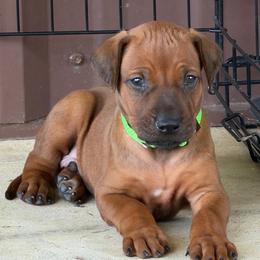 Male 1 - Red wheaten male Rhodesian Ridgeback puppy in Montgomery, Texas from Timber Ridge Kennels
