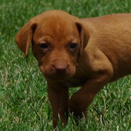 Vizslas from Jury's Major