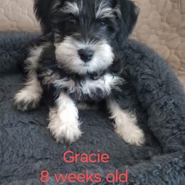 Schnoodle Puppies from Smart Schnauzers & Schnoodles