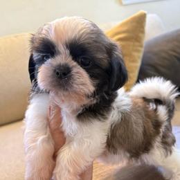 AKC - Daisy Champion Bloodline - Tricolor female Shih Tzu puppy in Long Beach, California from Prieto Shih-Tzu's