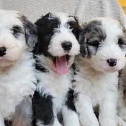 Bernedoodle puppies from NW Bernedoodles of Washington
