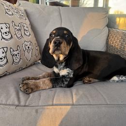 Banner - Blue ticked and tan male Bluetick Coonhound puppy in Cherryville, North Carolina from Evenstar-WesRidge Bluetick Hounds