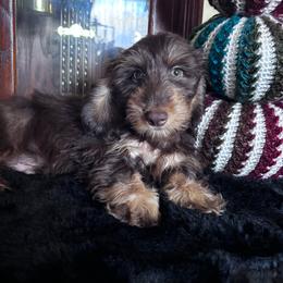 Ilo Silky Wire - Chocolate and tan male Dachshund puppy in Argos, Indiana from TKO Doxies