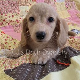 Sarah 2800 - Cream female Dachshund puppy in Gatesville, Texas from CJ's Dach Dynasty
