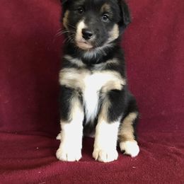 "Ruby x Ben" Australian Shepherd Puppies from Cedar Creek Farm