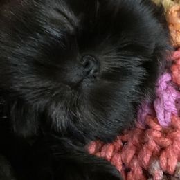 Shih Tzu Puppies from Winnie the Tzu’s Too