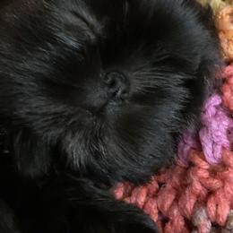Shih Tzu Puppies from Winnie the Tzu’s Too