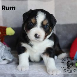 Rum - Black tri male Miniature Australian Shepherd puppy in Garden Plain, Kansas from Krazy K Aussies