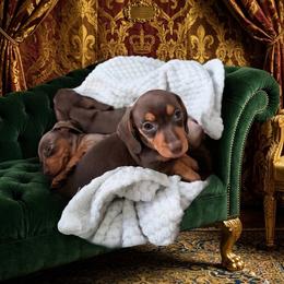 Walnut Butter - Chocolate and tan male Dachshund puppy in Bremen, Georgia from Jones Royal Kennels / Jones Miniature Dachshunds