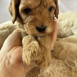 Festive - Red and white male Cockapoo puppy in Adrian, Oregon from ApplebyFarm