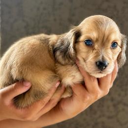 Bear - Cream male Dachshund puppy in Goodyear, Arizona from D&C Royal Dachshunds LLC