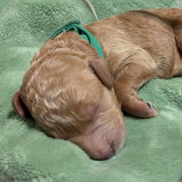 Cactus - Poodle puppy from Ghibli Poodles