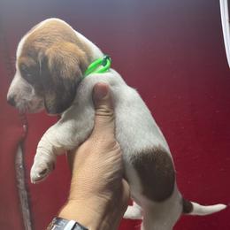 Female 2 - Piebald female Dachshund puppy in Eunice, Louisiana from 4J's Cajun Kennels