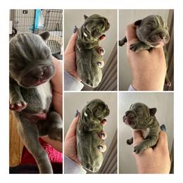 Drax - Blue male French Bulldog puppy in Greenfield, Missouri from Hope Mountain French Bulldogs