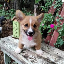 Skipper - Red male Pembroke Welsh Corgi puppy in Forestville, Wisconsin from Bottom Of the Thumb Pembroke Corgis