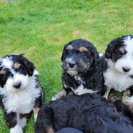 Bernedoodle and Bernese Mountain Dog Puppies from NW Bernedoodles of Washington