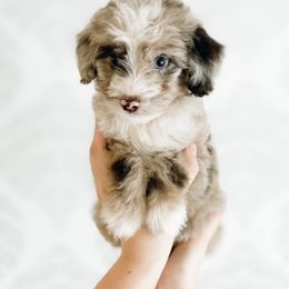 Boy 1 - Aussiedoodle puppy in Davidson, North Carolina from PLUM PUPS