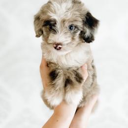 Boy 1 - Aussiedoodle puppy in Davidson, North Carolina from PLUM PUPS