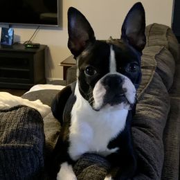 Remi - Boston Terrier