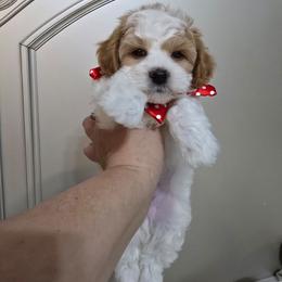 Dima - Parti male Maltipoo puppy in Washington from Mt.BakerPoodles&Doodles