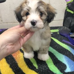 Havanese and Pug Puppies from Casa Blanca Pugs & Mardi Gras Havanese
