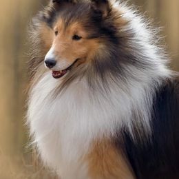 Shetland Sheepdog All Grown Up from Wistwin