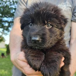Sizzle - Black female German Shepherd puppy in Columbus, Indiana from Stony Lonesome GSD