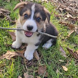 Pembroke Welsh Corgi Puppies from McMillion Corgis
